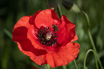 Red poppy and a bee in the morning in the garden on a summer day.