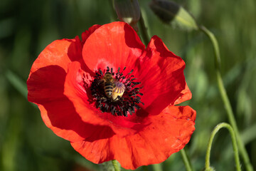 Red poppy in the morning in the garden on a summer day.
