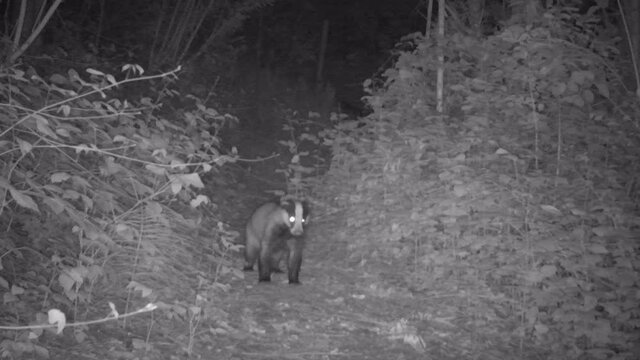 A cautious European badger Meles meles run away to the wild, filmed from trail camera in the dark using night vision. nocturnal animal behavior watching.