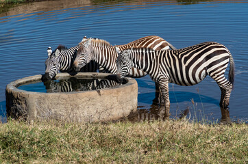 Fototapeta na wymiar Zebras with water reflections at Lake Nakuru, Kenya