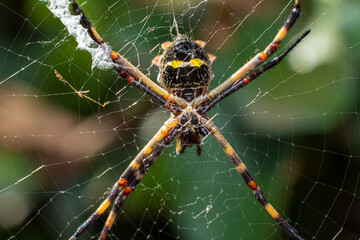 spider on web