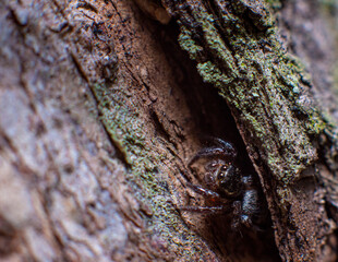 The small spider in the ground