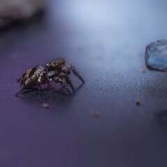 spider on the beach