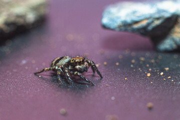 spider on a leaf