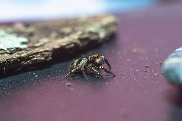 The small spider in the ground
