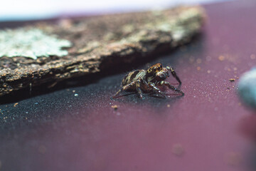 spider on a leaf