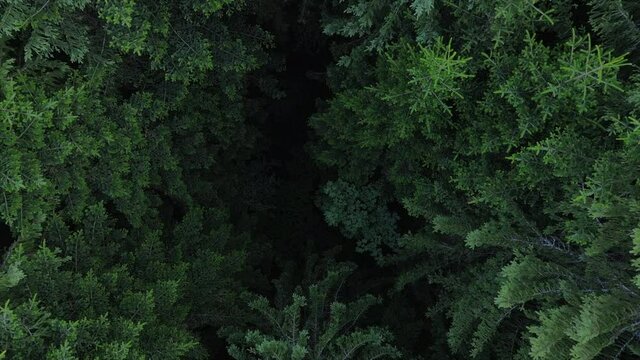 Aerial drone footage of calm summer in beautiful green forest. Drone filming straight down and rising above colorful texture in nature. Concept wanderlust adventures and environment 