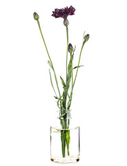 Fototapeta premium Centaurea ( herbaceous thistle) in a glass vase on a white background