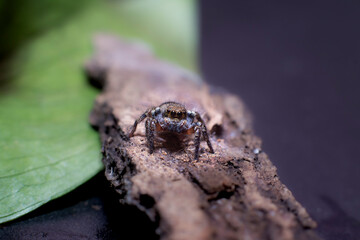 spider on leaf