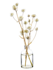 Hieracium canadense (Canada hawkweed or narrowleaf hawkweed) in a glass vessel on a white background
