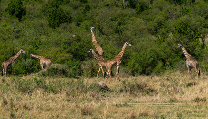 Naklejka na ściany i meble Giraffes at Masai Mara, Kenya