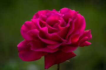 Beautiful red lonely rose in the garden on a summer day.