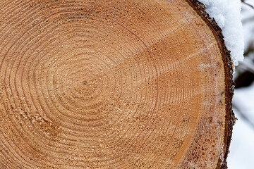wooden background texture annual rings close up light beige bark