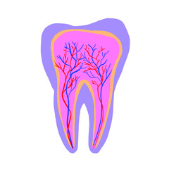 layers of a tooth, anatomical sagittal section showing the veins and nerves of a human tooth, vector illustration flat design, element isolated on white background