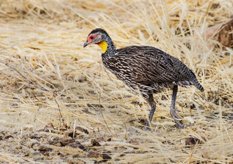Yellow-necked spurfowls, Tanzania