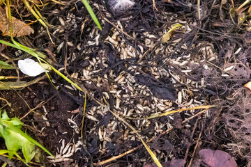 white maggots eat rotting meat on the ground. Many larvae of a meat fly.