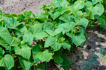 Growing environmentally friendly products in agricultural beds in the open field.