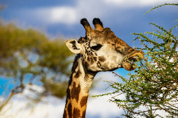 Giraffe Grazing at Lake Manyara National Park, Tanzania - obrazy, fototapety, plakaty