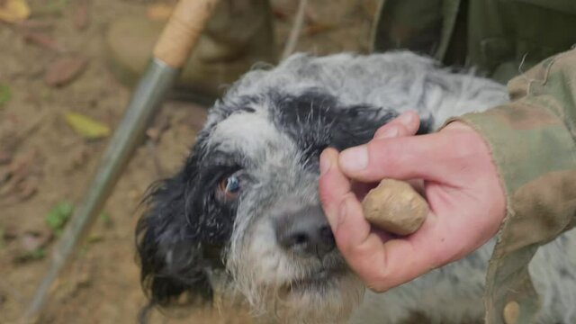 Truffle hunting. Dog is very happy after finding a rare white truffle. Hunting truffle in italian forest. Tuscany, Italy