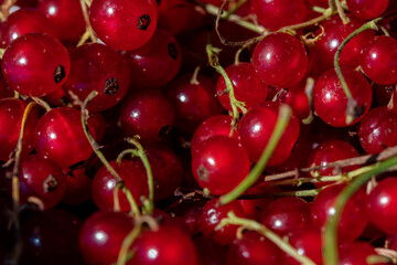 Кed currant on a branch