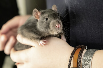rat gray young sit on hands. Pet clever cute curious