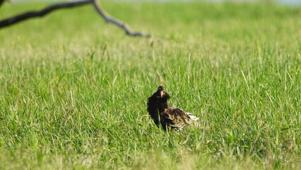 Ruff (Calidris pugnax) male bird displaying in breeding season, near Pripyat river