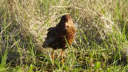 Ruff (Calidris pugnax) male bird displaying in breeding season, near Pripyat river