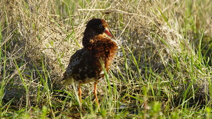 Ruff (Calidris pugnax) male bird displaying in breeding season, near Pripyat river
