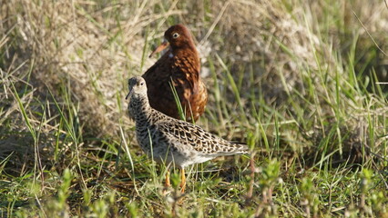 Ruff (Calidris pugnax) male bird displaying in breeding season, near Pripyat river