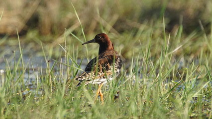 Ruff (Calidris pugnax) male bird displaying in breeding season, near Pripyat river