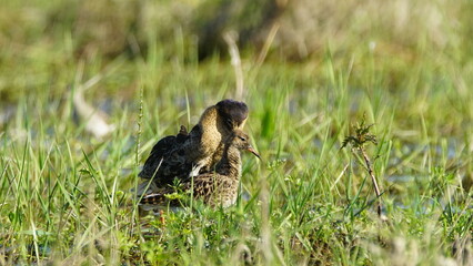 Ruff (Calidris pugnax) male bird displaying in breeding season, near Pripyat river