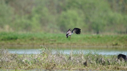 Northern lapwing (Vanellus vanellus), also known as the peewit or pewit, tuit or tew-it, green plover, or (in Britain and Ireland) pyewipe or just lapwing