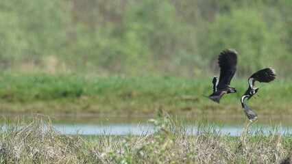 Northern lapwing (Vanellus vanellus), also known as the peewit or pewit, tuit or tew-it, green plover, or (in Britain and Ireland) pyewipe or just lapwing