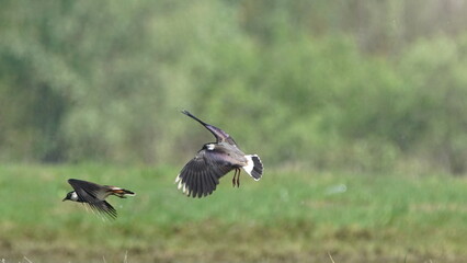 Northern lapwing (Vanellus vanellus), also known as the peewit or pewit, tuit or tew-it, green plover, or (in Britain and Ireland) pyewipe or just lapwing