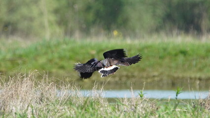 Northern lapwing (Vanellus vanellus), also known as the peewit or pewit, tuit or tew-it, green plover, or (in Britain and Ireland) pyewipe or just lapwing