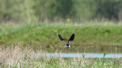 Northern lapwing (Vanellus vanellus), also known as the peewit or pewit, tuit or tew-it, green plover, or (in Britain and Ireland) pyewipe or just lapwing