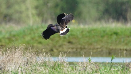 Northern lapwing (Vanellus vanellus), also known as the peewit or pewit, tuit or tew-it, green plover, or (in Britain and Ireland) pyewipe or just lapwing