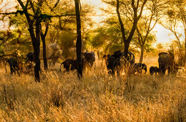 Elephant Family at Lake Manyara National Park with Sunset, Tanzania