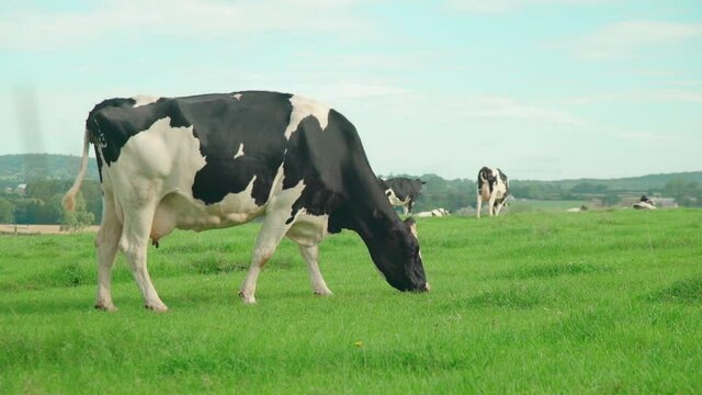 Vaca comiendo y paseando en Hereford, oeste de Inglaterra