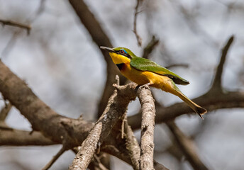 Little Bee-eater, Kenya