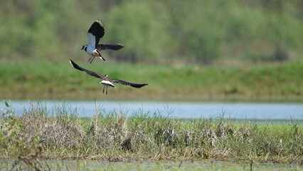 Northern lapwing (Vanellus vanellus), also known as the peewit or pewit, tuit or tew-it, green plover, or (in Britain and Ireland) pyewipe or just lapwing