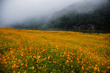 Obraz premium 황화코스모스