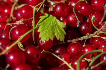 Кed currant on a branch