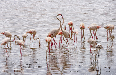 Flamingos at Lake Manyara National Park, Tanzania