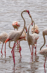 Flamingos at Lake Manyara National Park, Tanzania