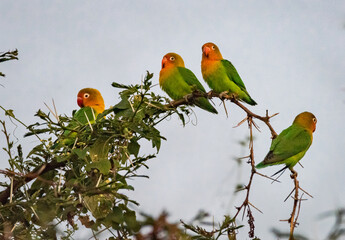 Agapornis fischeri birds, Kenya