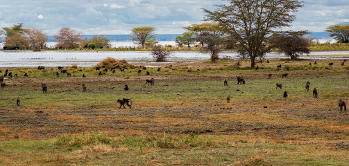 Fototapeta na wymiar Monkey Colony at Lake Manyara National Park, Tanzania