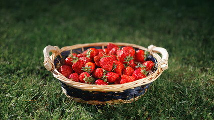 strawberries basket on green lawn background