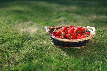 strawberries basket on green lawn background