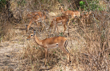 Impalas at Lake Manyara National Park, Tanzania